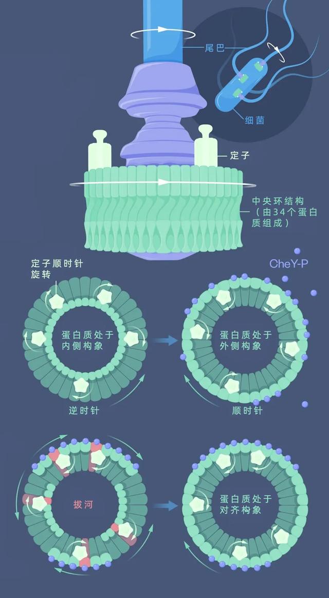发现细菌游动的新机制