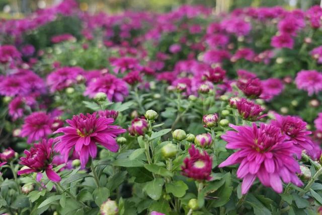 国庆旅游推荐 | 西安植物园邀您共赴秋季花宴