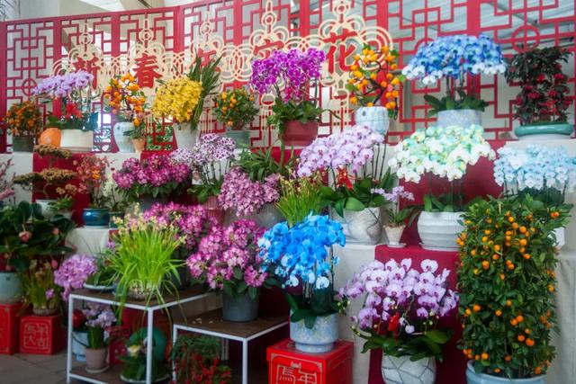 以花之名，邂逅满园春色