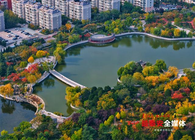 泰城深秋遍染金裳 斑斓画卷映眼帘