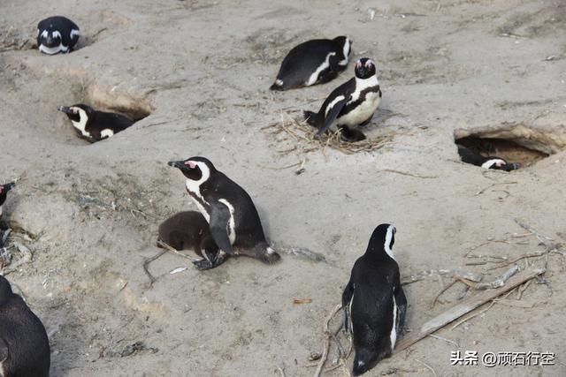 南部非洲：南非开普敦企鹅岛