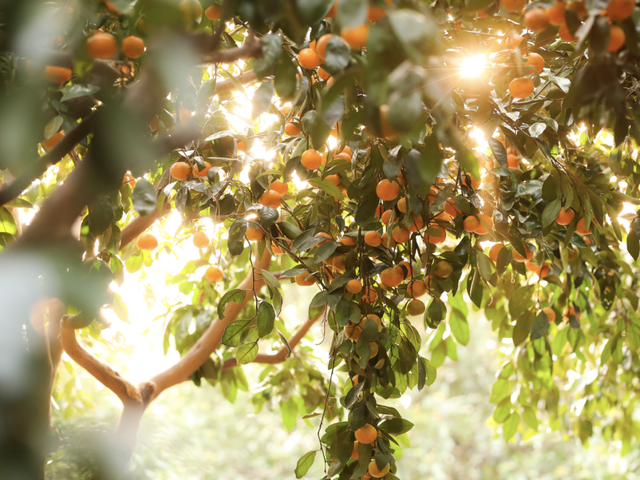 此时的太仓，美到心尖上！