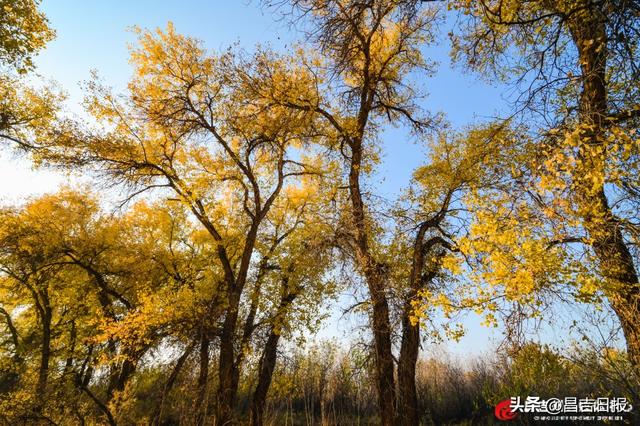 昌吉老龙河胡杨披金装 醉美秋景引客来