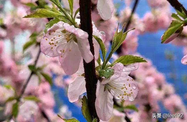 细赏王府系列之—雨中协和（49）《13》