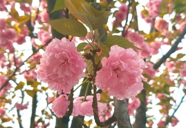 粉了！美了！醉了！这里的樱花最佳观赏期已到，美成童话