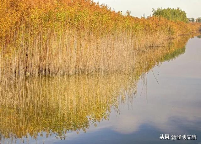 气温骤降8℃,「雪」要来了!在淄博,邂逅一场白色浪漫→