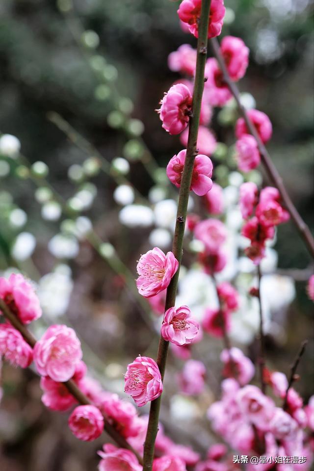 杜甫草堂带娃这么逛！4大主题探索，有趣、深度、小众，值回票价