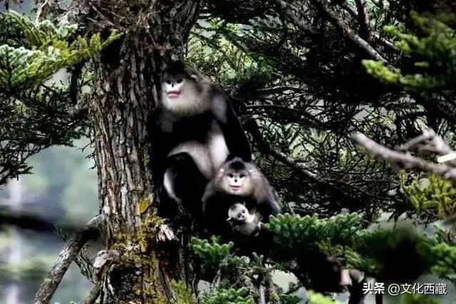 旅游资源普查成果云览 | 藏东明珠——昌都