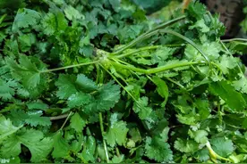 芫荽和香菜到底是不是同一种东西？终于搞明白了！图片