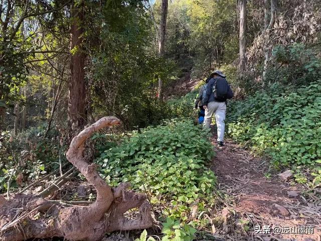 新年登高、祈愿美好,攀登富民金铜盆山,我们用徒步迎接2026