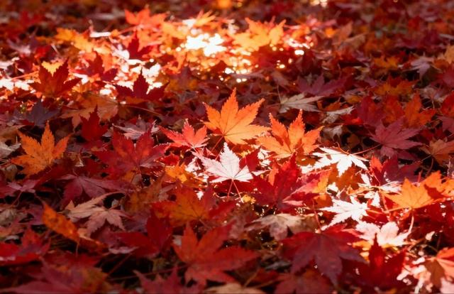 骑行赏枫、古村寻秋……被祁门的「枫景」治愈啦！| 皖美秋日