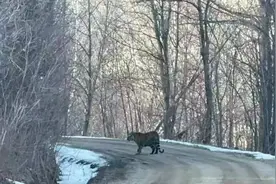 又见“路虎”出没！ 天桥岭警企迅速行动确保不出现人虎互伤图片