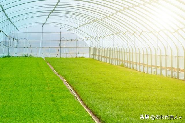 明日霜降，老话“霜降重阳前，必定是灾年”，啥意思？早看早知道