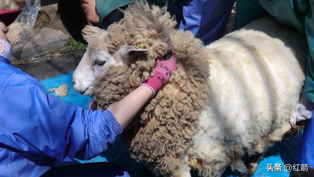 深度解析“薅羊毛、占便宜	”的心理动因