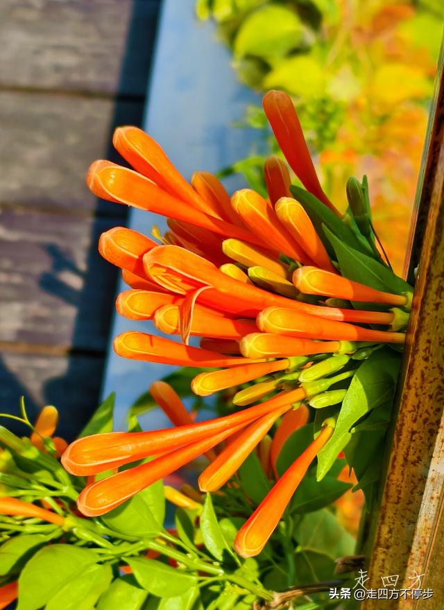 午间邂逅浓浓春意——深圳香蜜公园炮仗花开