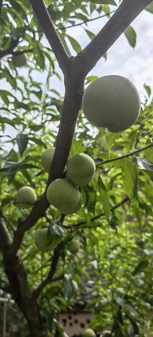 成都1个半小时车程，低调避暑的村落，瓜果飘香，有电影在此取景