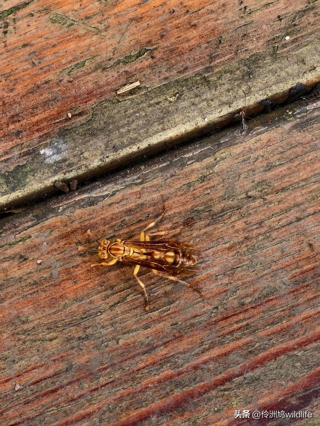 四川行(73)什邡红枫岭徒步到钟鼎寺