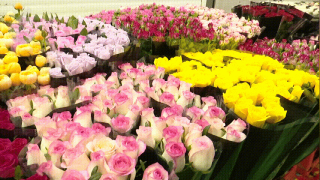 这才是重阳节该有的样子！爬西山、买花、吃重阳糕…昆明人的过节“三件套”齐了~