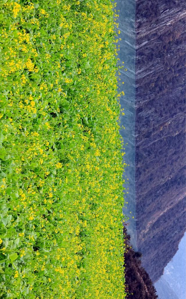 陇南油菜花提前开放，今天可以约起走！