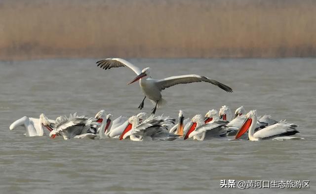 【黄河口生态旅游区】当马拉松遇上黄河口秋日：看候鸟、赏湿地，送福利啦！