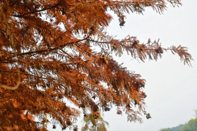 人少景美超出片！重庆这片浪漫杉林进入最佳观赏期