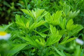 “艾叶”招百福、辟邪？其实它对人体还有这6大功效，早知早受益图片