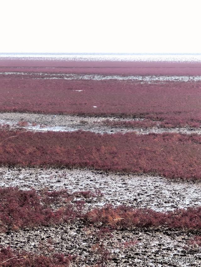 2025辽宁赏秋之旅日记(5)——从本溪前往盘锦 游览红海滩景观