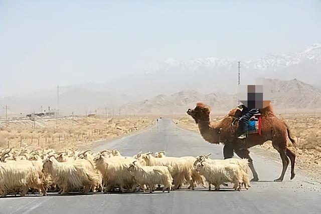 摩旅青海被牧民打头后续！7峰骆驼丢失，当地人发声 骑手有错在先