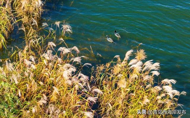 走不出这画了,我已被西海岸的秋景迷倒 🥹