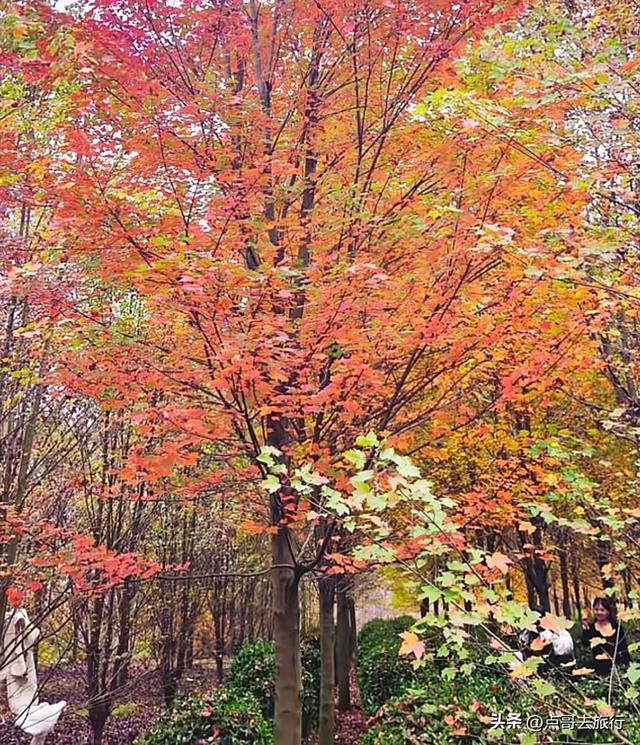 成都这4个彩林会爆火，既壮观又唯美，全部免费，地铁公交直达！