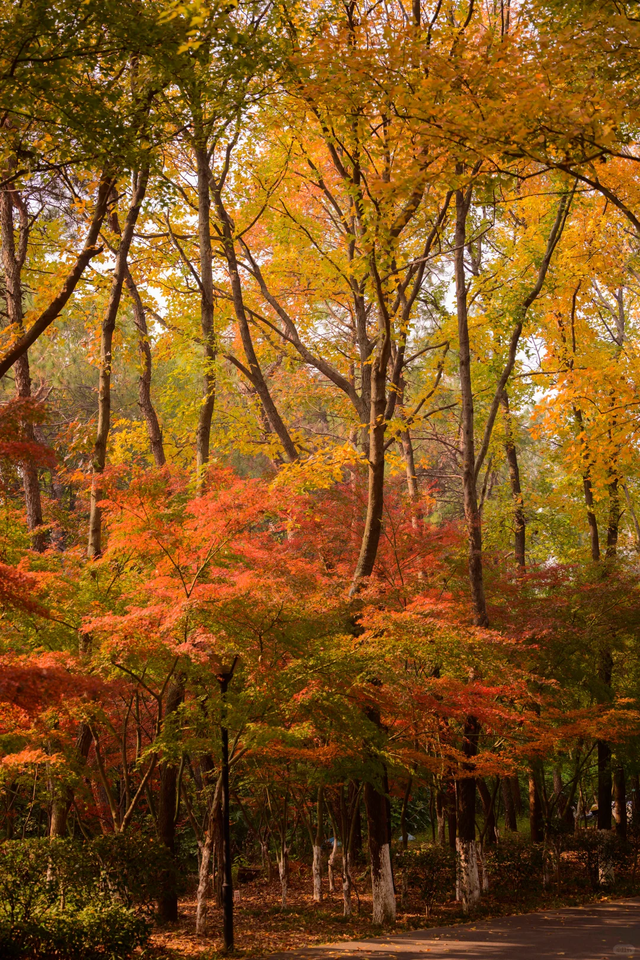 《长沙秋韵地图》发布！这抹限定绚烂，再不去就晚了