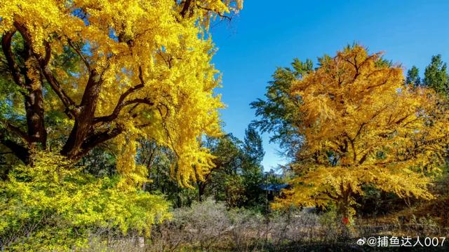 济南的这些千年银杏树美得正当时,最后“黄金期”快去打卡!