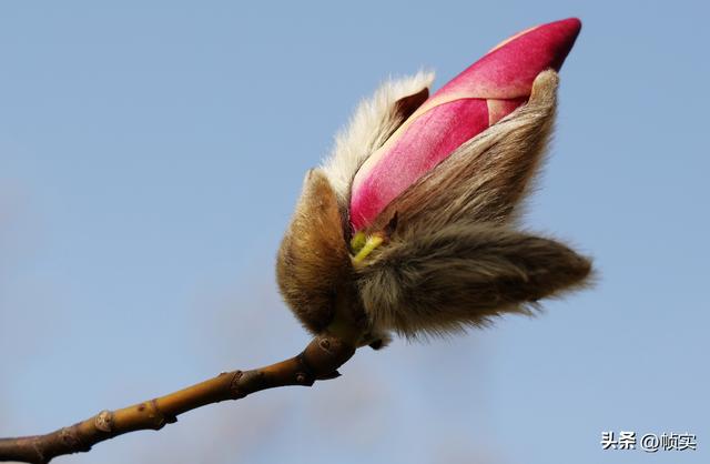 娇艳欲滴清新怡人，上海市花白玉兰竞相绽放美不胜收