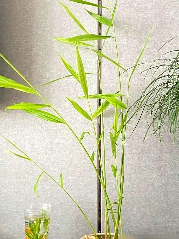 北京一姑娘“把生姜当绿植”养在客厅走红，网友：好美，好高级