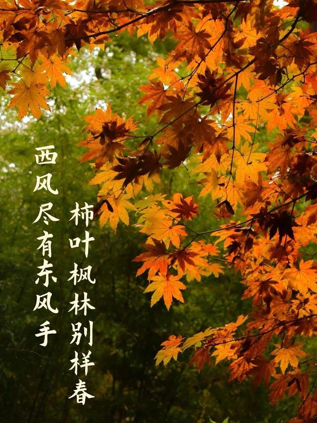 红了！济南第一波秋叶已经上色了！