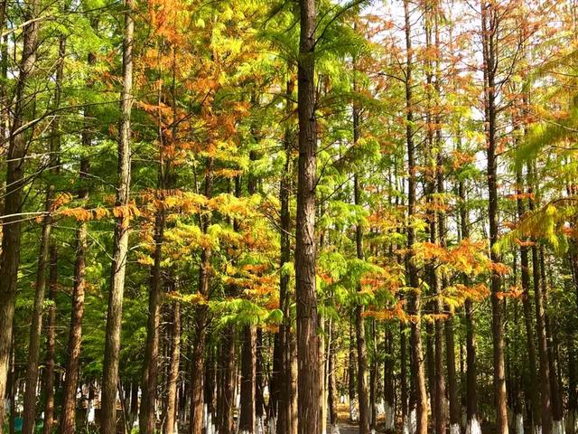 秋色斑斓美如画