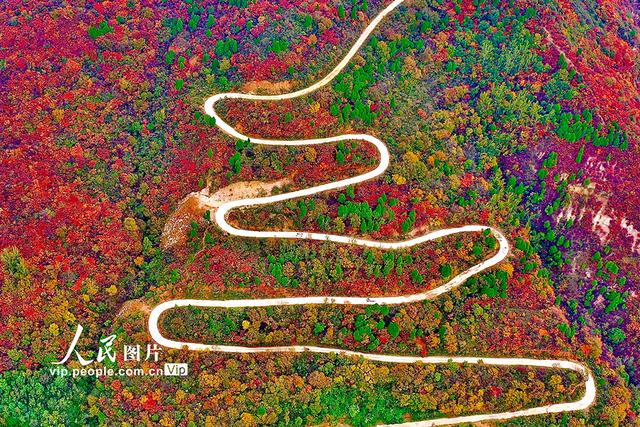 山西平陆：中条山红叶迎来最佳观赏期