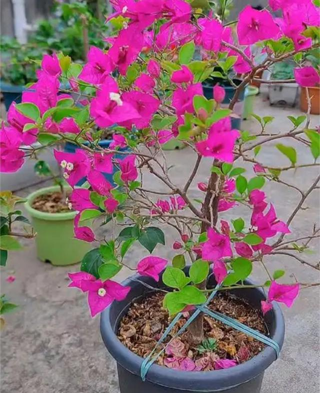 三角梅长白虫？3招在家除+1预防，别乱用药！ (2)