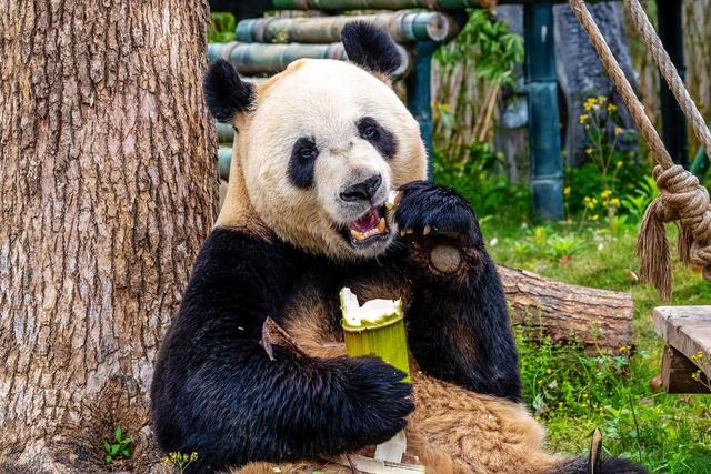 岳阳景点排行榜，湖南岳阳最值得去的10个好玩景点，你去过几个？