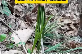 信阳一女子上山采草药顺便挖兰草被查，警方：属“国保”植物，盗挖两株即涉嫌犯罪图片