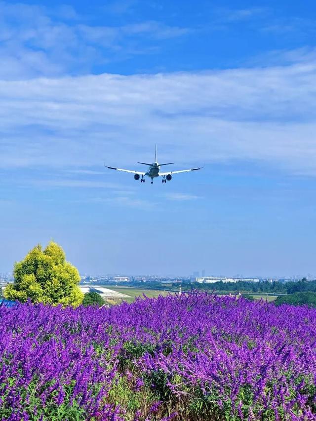 滴！赏秋“快递员”小园，持续为您派件→