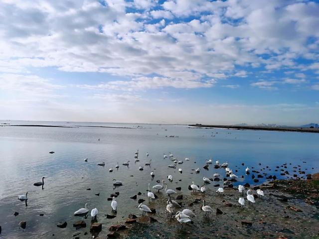 冬游威海 | “鹅”在这儿呢！