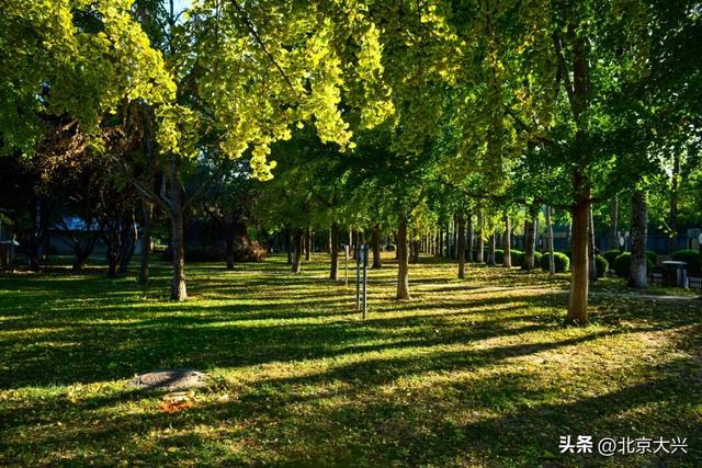 限定上新！大兴的秋景一眼心动🥰🥰