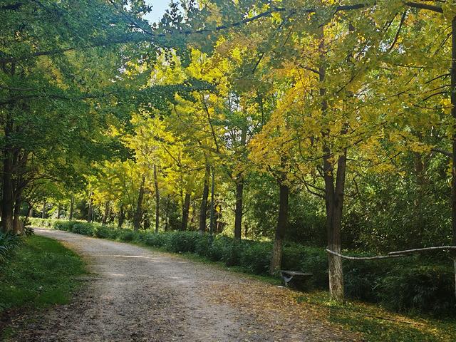 春融公园银杏黄金大道，免费打卡“冬日黄金雨”