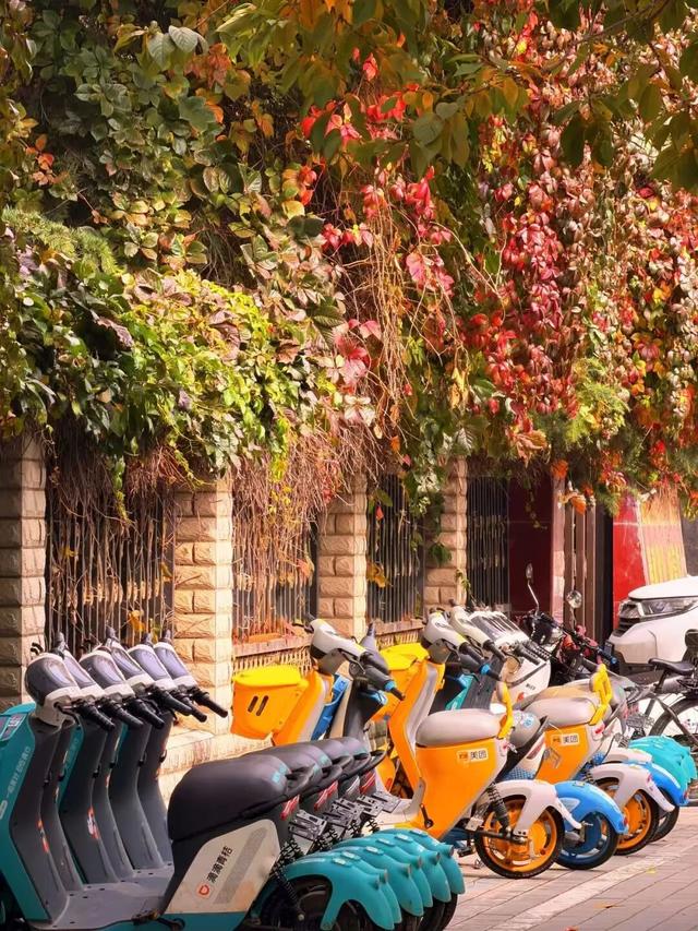 临夏秋日：在暖阳里邂逅街巷与公园的诗意