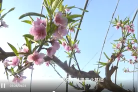 【我为家乡代言】滦南胡各庄镇：生态智慧镇，秀美胡各庄！图片
