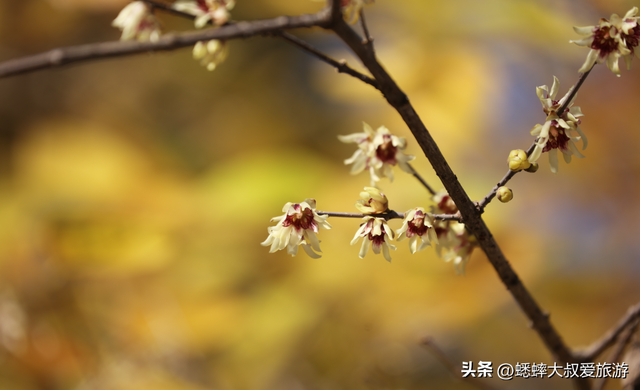 2026杭州赏梅大戏正式开幕，六大观赏地来了，可来一场风雅之约！