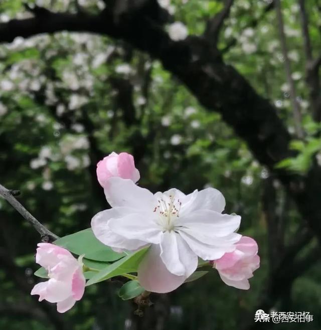 朱文杰：大雁塔的奇卉名木（上）