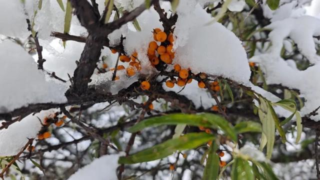 临洮秋天的雪，来啦！