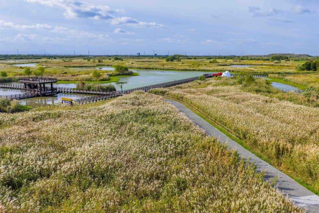 芦花如雪，杭州湾湿地开启“白色浪漫季”